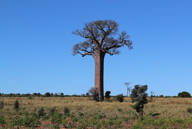 Madagascar